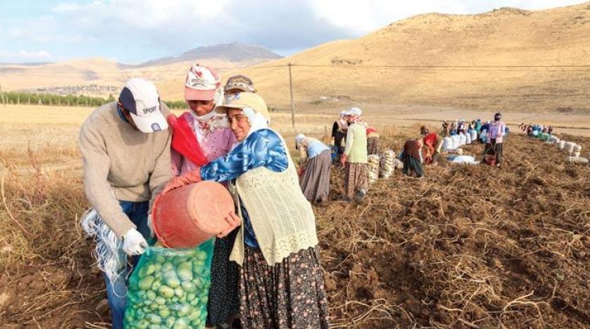 مزارع زيتون للبيع في تركيا